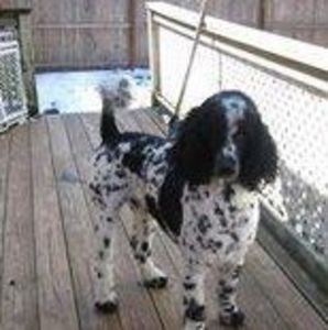 Meet your Posher, Brenda